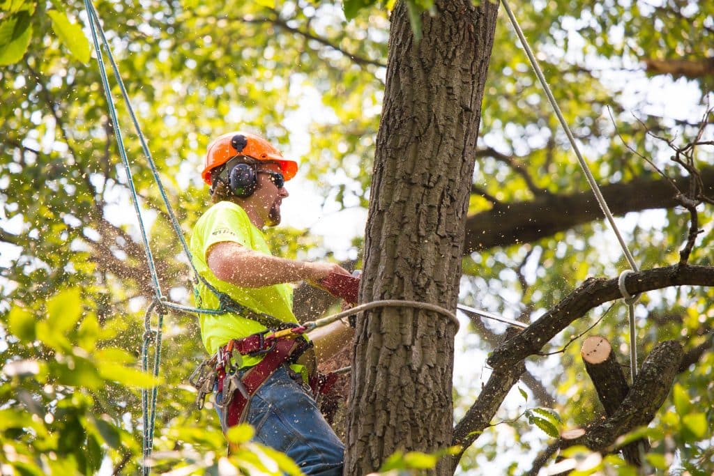 Top Notch Tree Services for All Your Needs