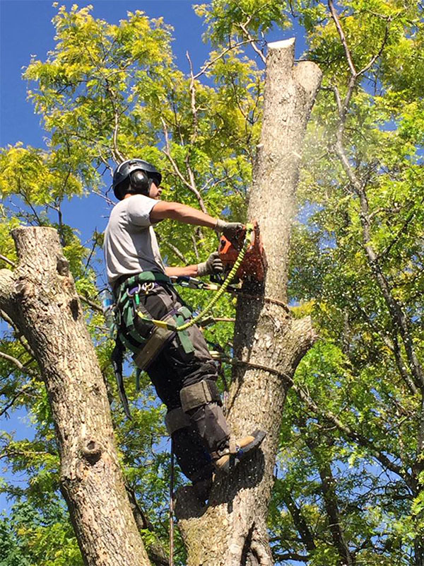 tree cutting services