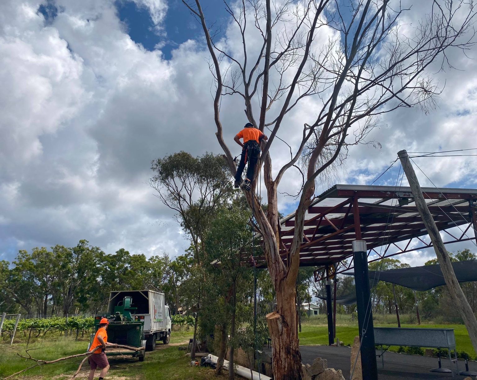 What to Do with a Dead Tree in Your Yard? Complete Guide