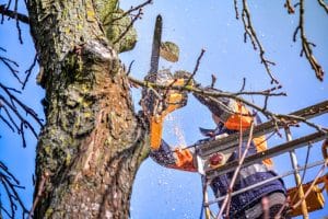 Homeowner Insurance Recover Trees