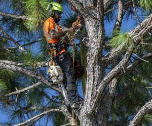 Can Ash Trees Be Saved