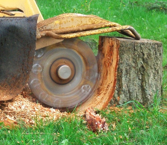 stump grinding1
