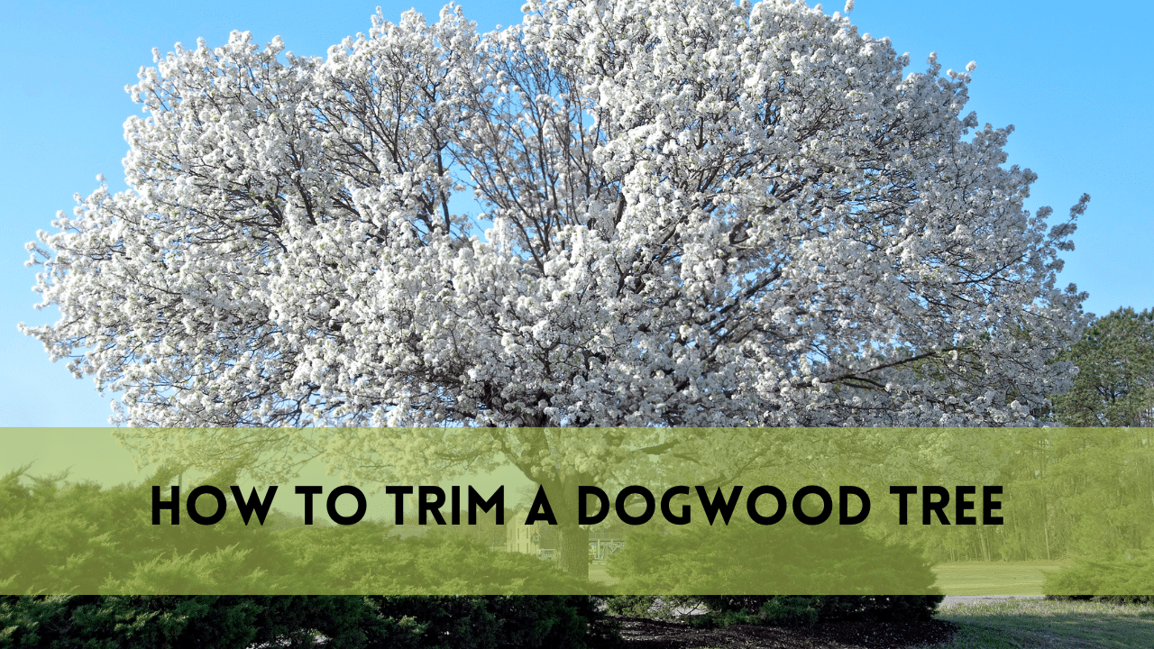 How to Trim a Dogwood Tree
