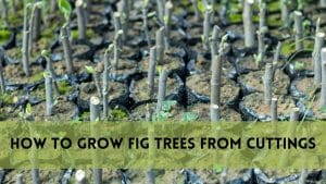 Grow Fig Trees from Cuttings