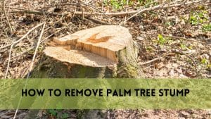 Remove Palm Tree Stump