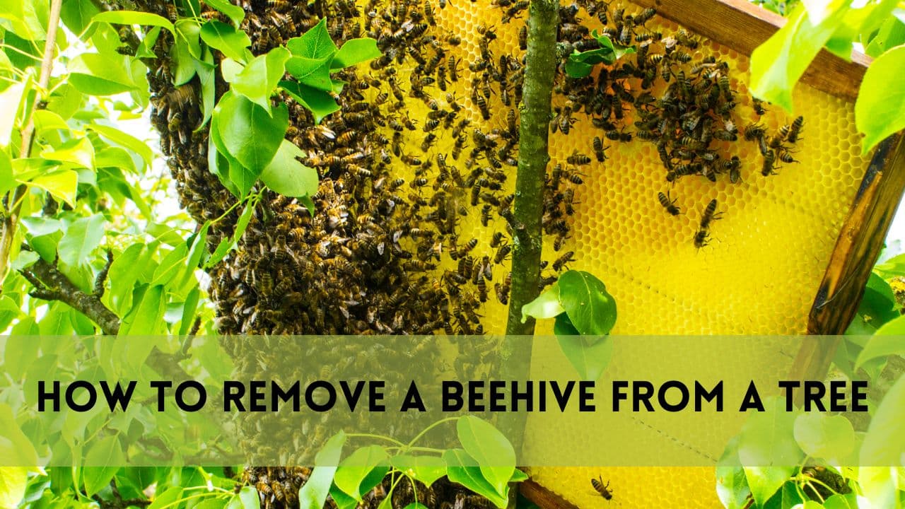 How to Remove a BeeHive from A Tree