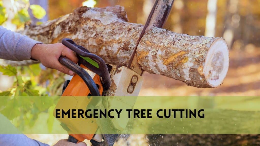 Emergency Tree Cutting