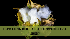 How long does a cottonwood tree shed?