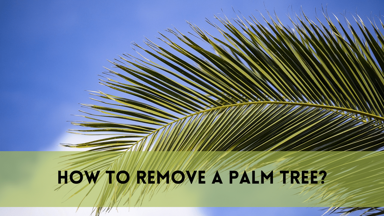 How to remove a palm tree?