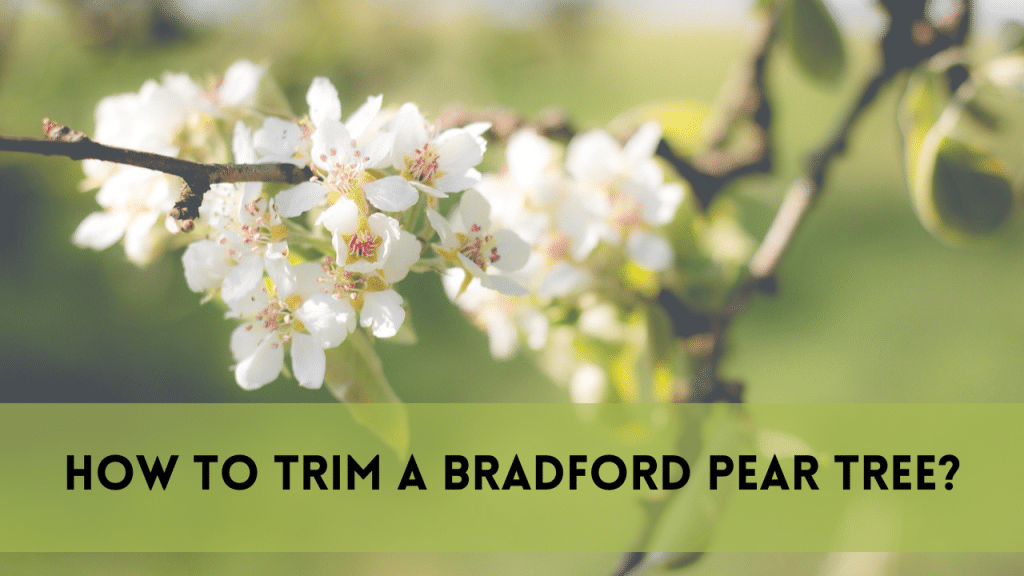 How to trim a bradford pear tree?