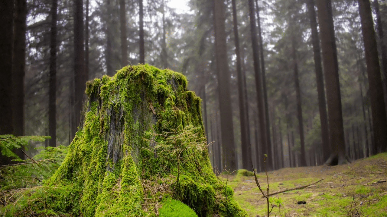 What happens to roots after stump grinding?