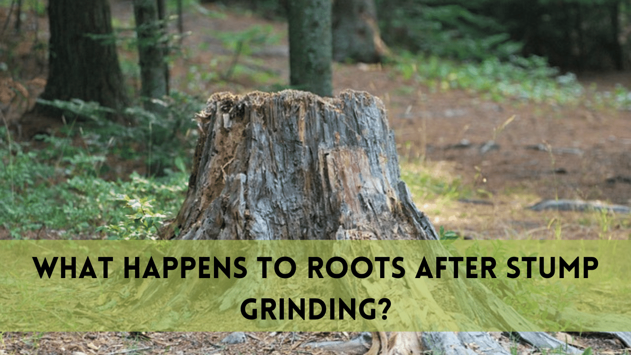 What happens to roots after stump grinding?